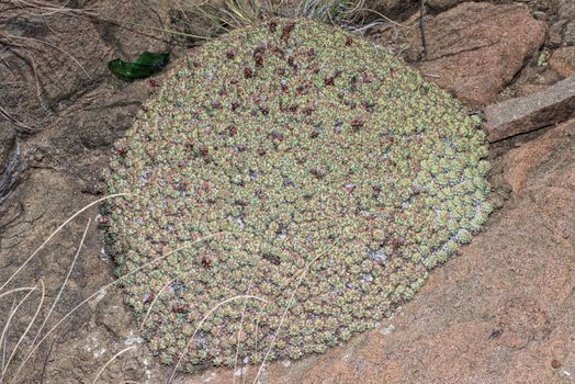 Euphorbia clavarioides, a low growing succulent plant, at Golden Gate in the Free State Province