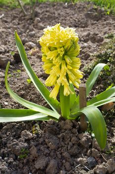 Light yellow hyacinth flower or hyacinthus in spring garden, vertical image