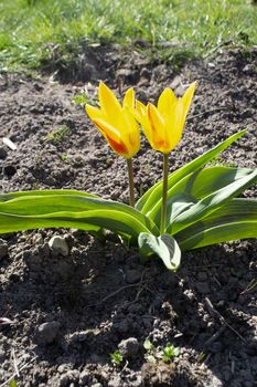 Foster tulips, Grand Prix, yellow and red or orange in bloom in a garden, vertical image