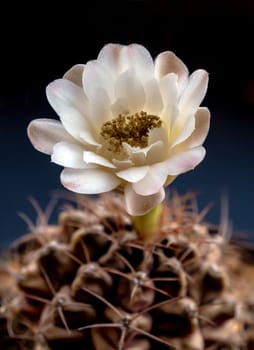 Light Brown on white color delicate petal of Gymnocalycium Cactus flower