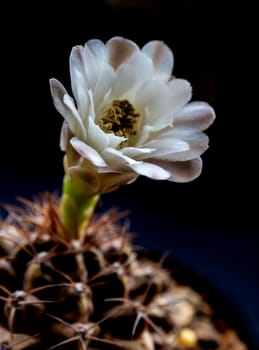 Light Brown on white color delicate petal of Gymnocalycium Cactus flower