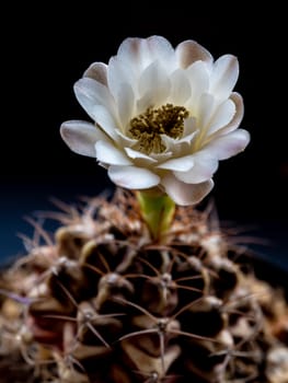 Light Brown on white color delicate petal of Gymnocalycium Cactus flower