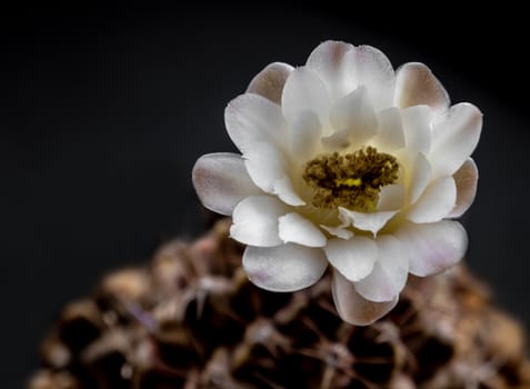 Light Brown on white color delicate petal of Gymnocalycium Cactus flower