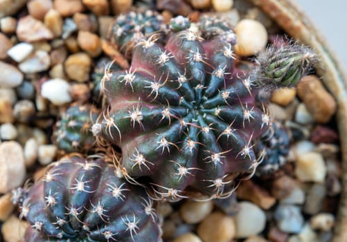 A small bud of Echinopsis Cactus flower