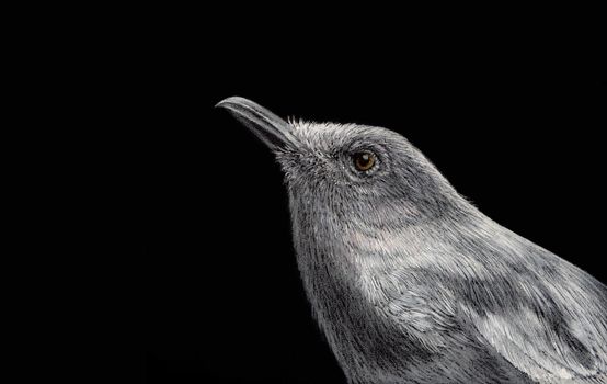 Female Oriental magpie robin Painted with white ink and crayon on black paper