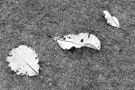 White leaves fall on grey greensward