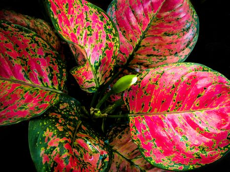 Close-up to detail vivid red and green color on leaf surface of Aglaonema beautiful tropical ornamental houseplant