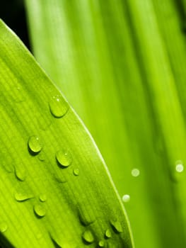 Surface texture on Leaves of ornamental plant as nature background