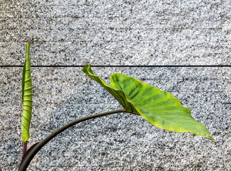 Giant alocasia leaves and grey concrete wall background