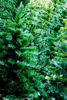 Artificial foliage made from plastic of artificial Christmas tree