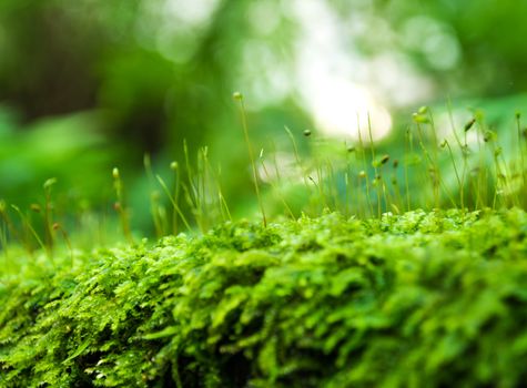 Close-up of Sporophyte capsule of moss and water drops growing covered on the floor