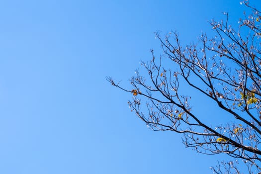 Dried pot of Burma Padauk on deciduous tree in the summer with blue sky background