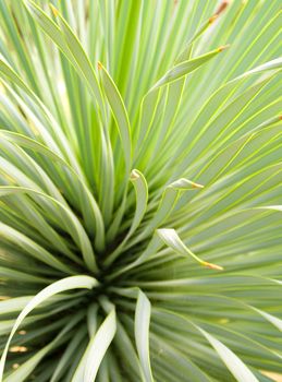 Soft and narrow leaf of Agave succulent plant, Agave Yucca Linearis, freshness leaves with thorn of Linear-Leaf Yucca