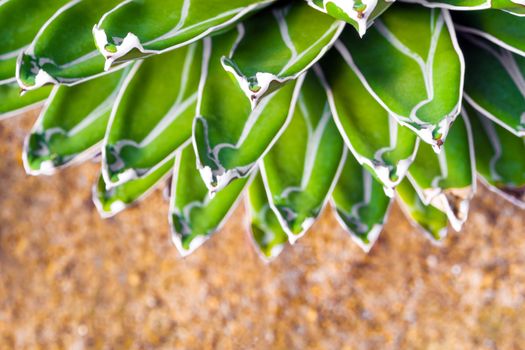 Agave succulent plant, freshness leaves with thorn of Queen victoria century agave