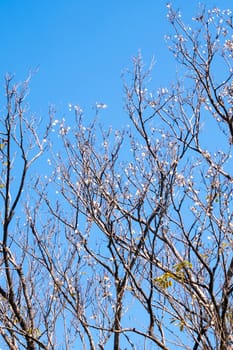 Dried pot of Burma Padauk on deciduous tree in the summer with blue sky background