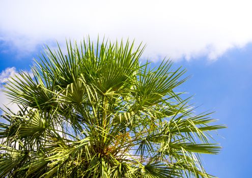 View up to the sky under the palm tree