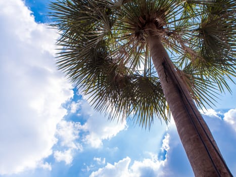 View up to the sky under the palm tree