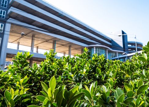 bush of Ficus microcarpa as the foreground of the parking lot building