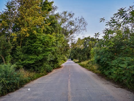 Concrete path with bushes and trees around