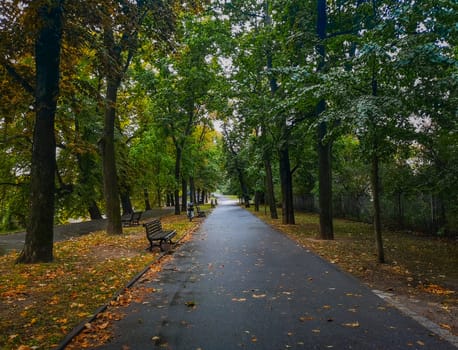 Path in park with bench on side at autumn and leafs falling