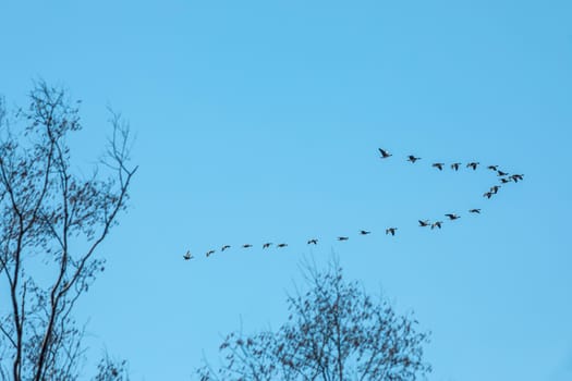 A flock of birds flies near the littless branches on a blue background. Natural background.