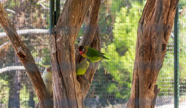 Colorful parrots in a cage at a zoo. Greece.