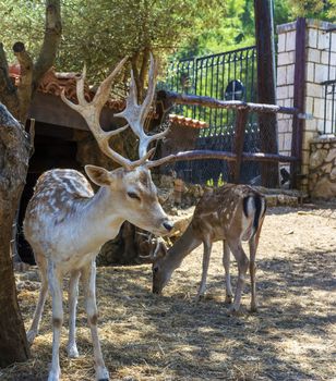 Deer placed in Captivity in a park zoo on a sunny day in Greece.