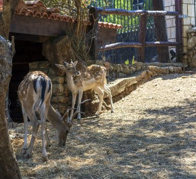 Deer placed in Captivity in a park zoo on a sunny day in Greece.