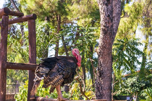 Turkey hen at the farmyard with blurry background. Greece.