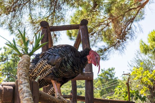 Turkey hen at the farmyard with blurry background. Greece.