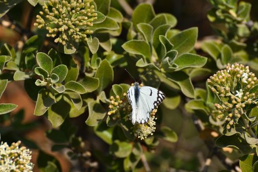 A pioneer white butterfly (Belenois aurota) on leafy green brush flower buds, Rustenburg, South Africa