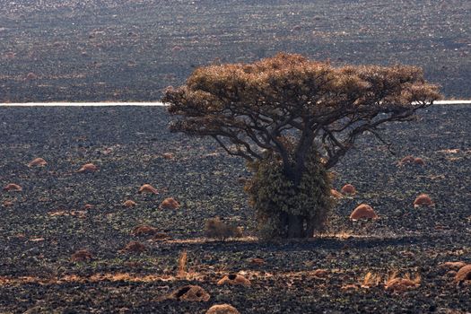 A marula fruit tree (Sclerocarya birrea) is left standing alone in a burnt grassland plain with anthills following wildfire, Rustenburg, South Africa