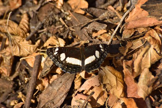 A spotted sailer butterfly (Neptis saclava marpessa) on dry autumn leaves in a forest, Rustenburg, South Africa