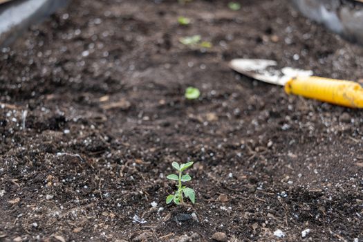 Grow bed whit some things on it and plants growing