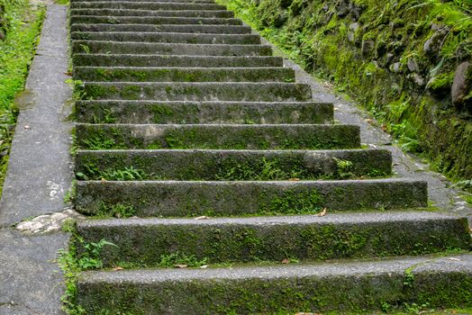 The beautiful concrete stairs walkway with moss in forest natural hill.