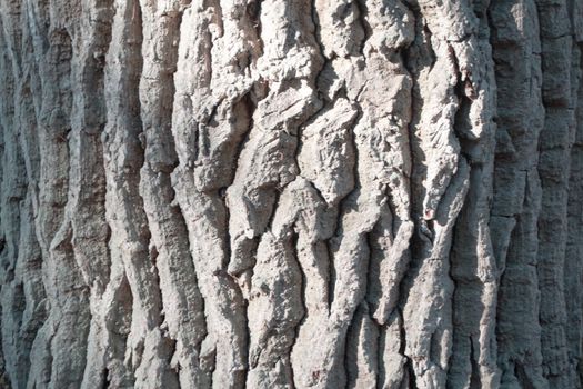 Texture closeup, a bark of an old oak, silver color