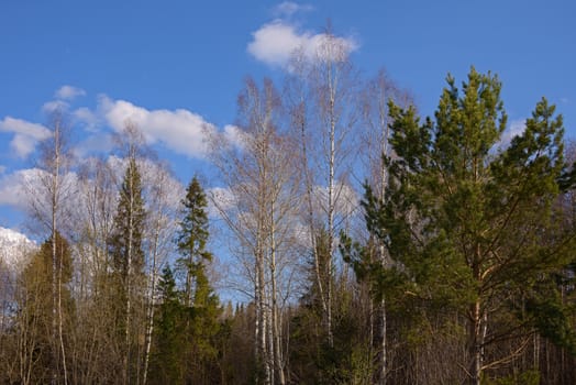 The tops of the trees in the mixed forest against the background of blue sky with white clouds in the spring.