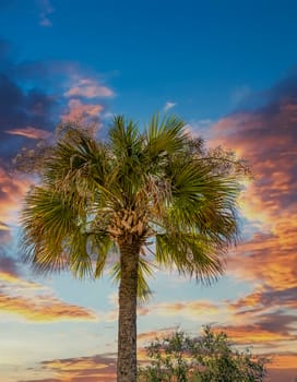 Backlit palm tree under a nice sunset sky