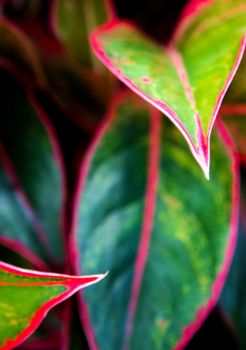 Close-up to detail vivid red and green color on leaf surface of Aglaonema 'Siam Aurola' beautiful tropical ornamental houseplant