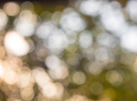 Trees and green leaves background in blur focus