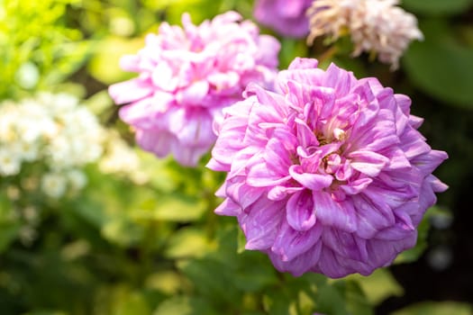 The background image of the colorful flowers, background nature