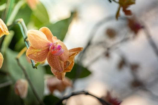 Beautiful blooming orchids in forest, On the bright sunshine