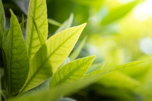 Close Up green leaf under sunlight in the garden. Natural background with copy space.