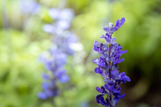 The background image of the colorful flowers, background nature