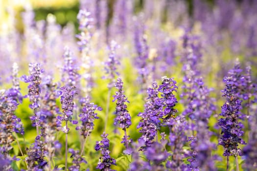 The background image of the colorful flowers, background nature