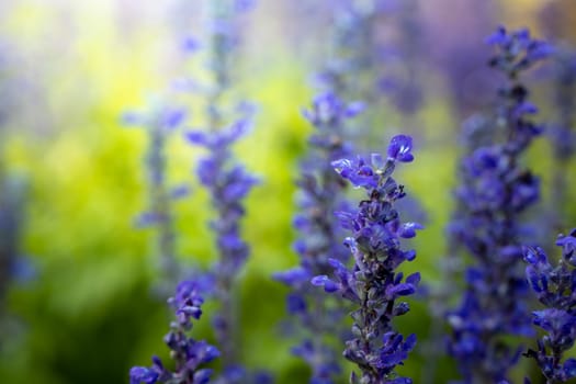 The background image of the colorful flowers, background nature