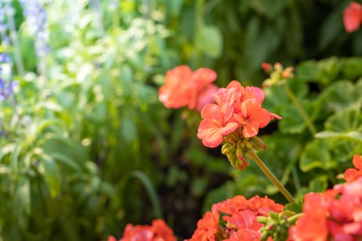 The background image of the colorful flowers, background nature