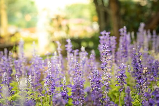 The background image of the colorful flowers, background nature