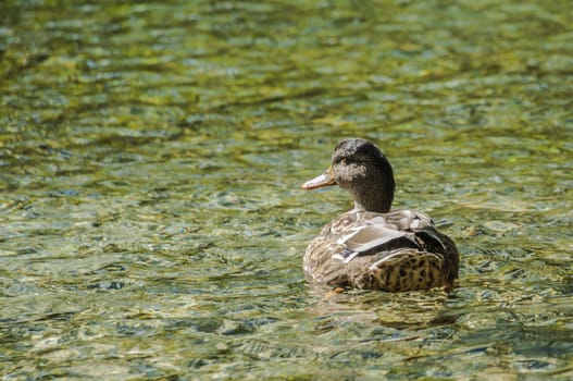 Portrait of a females of duck on the water