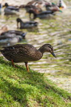 Portrait of a females of duck on the water